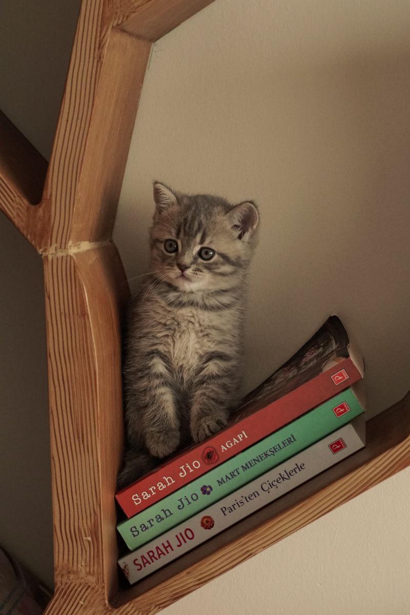 Bambu Kitaplık
